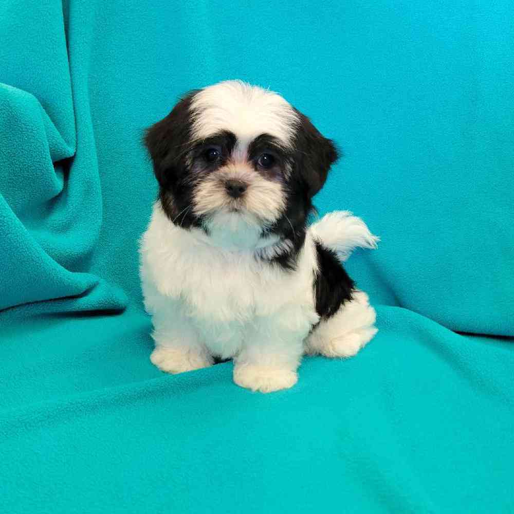 carousel pet images