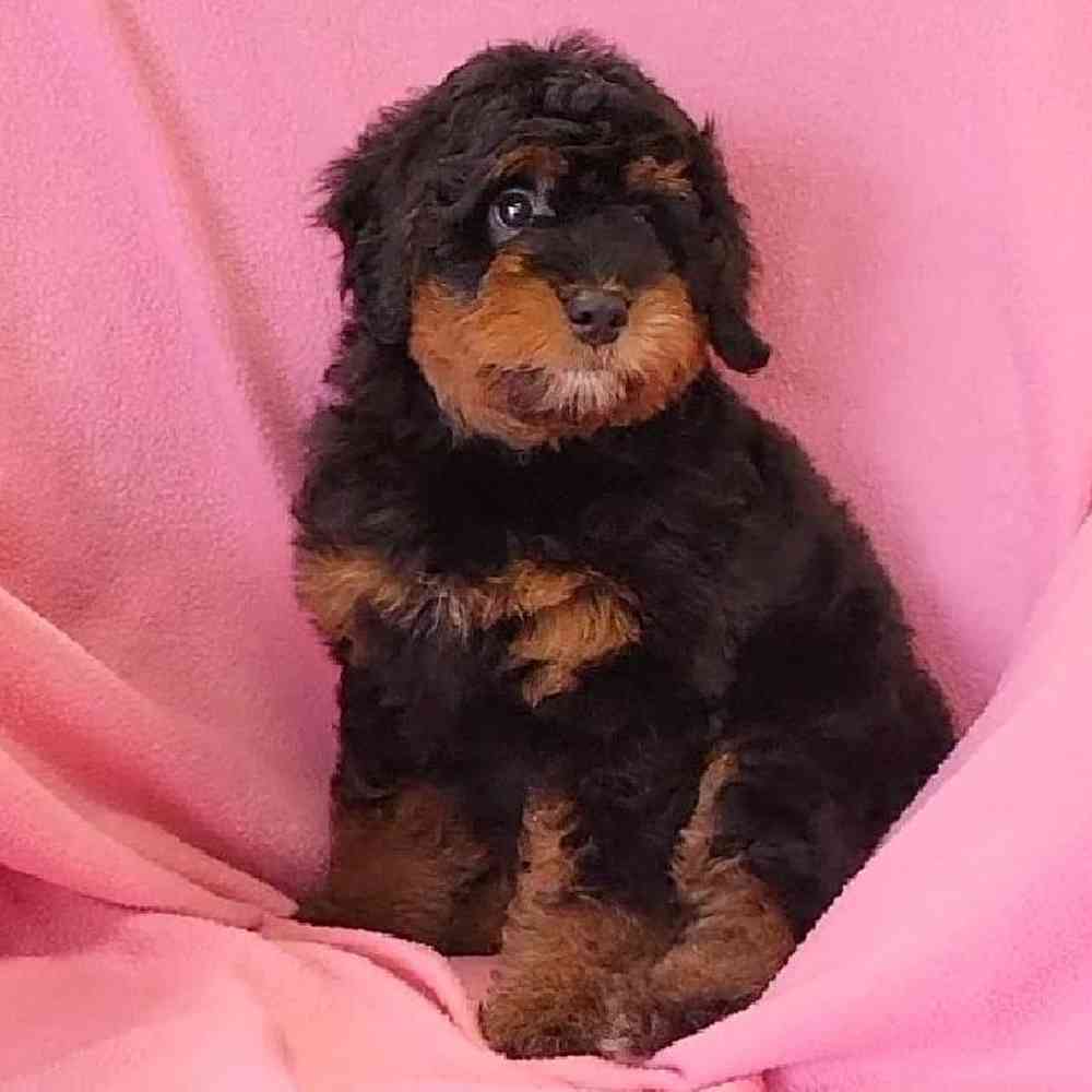 carousel pet images