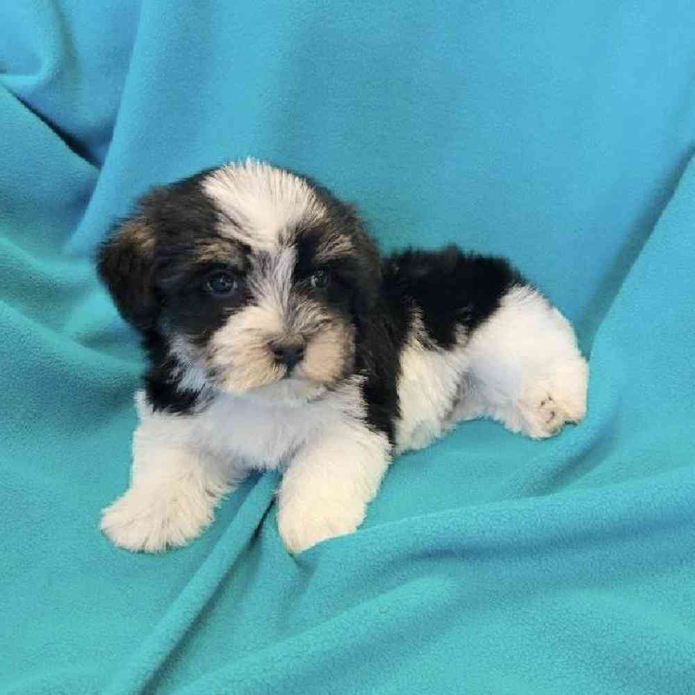 Male Havanese Puppy for Sale in St. Charles, IL