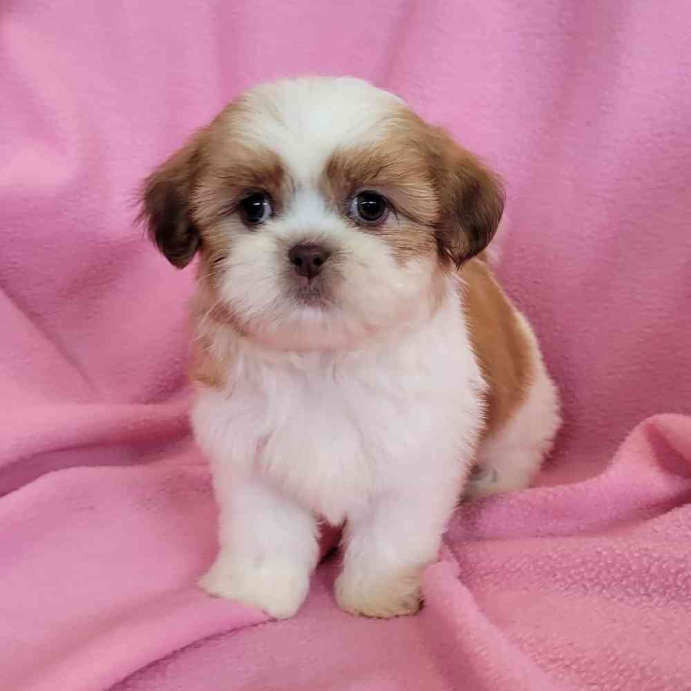 Image of a pet breed in the gallery