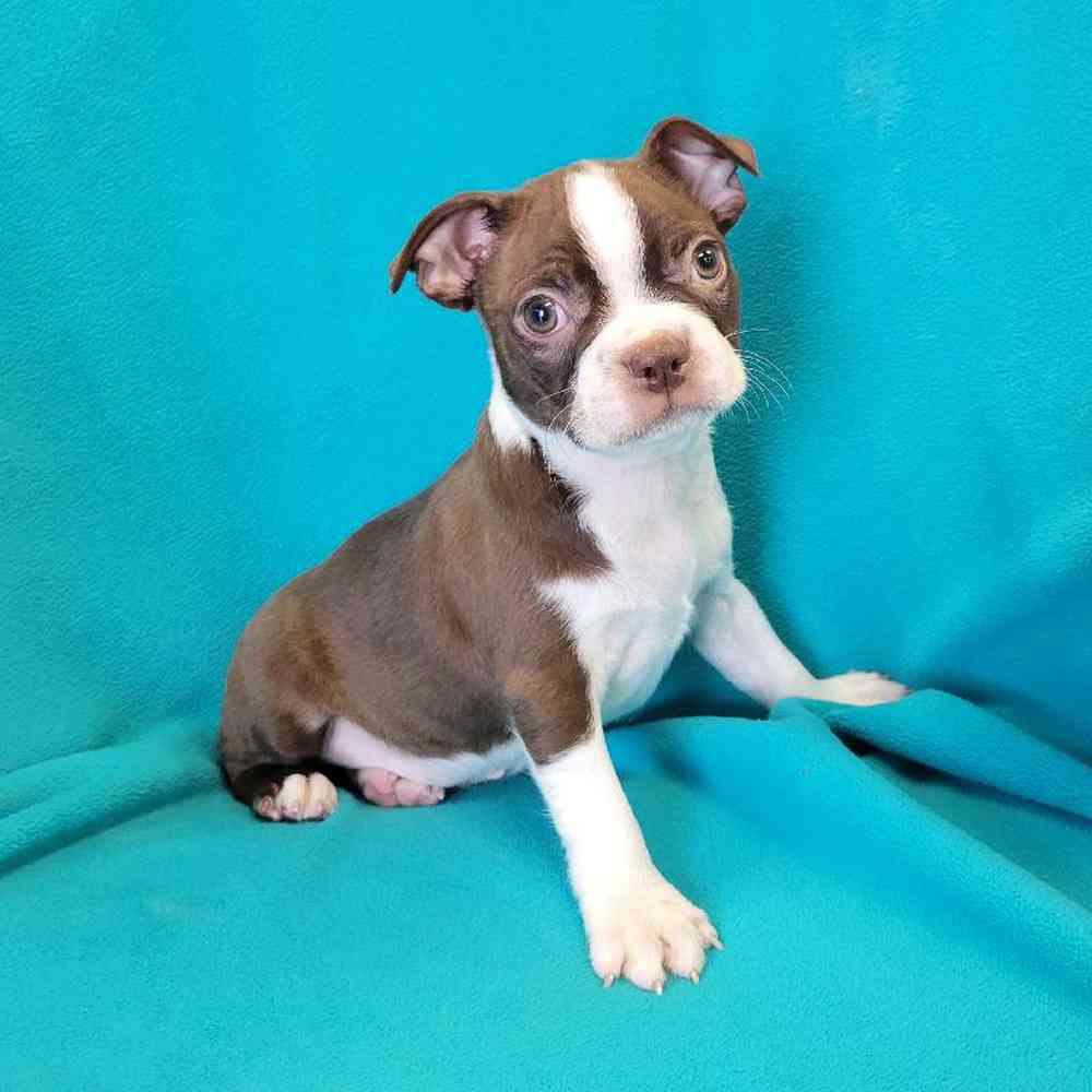 Male Boston Terrier Puppy for Sale in St. Charles, IL