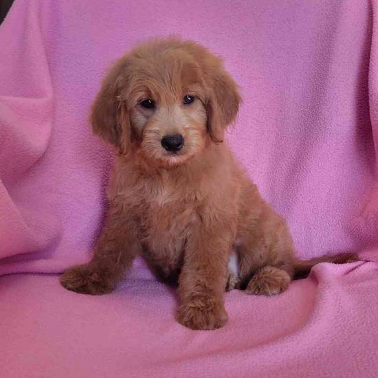 Goldendoodle