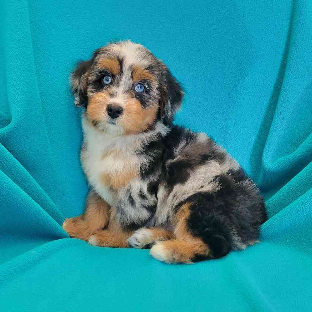 carousel pet images