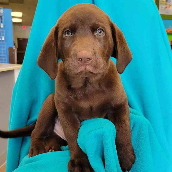 Labrador Retriever