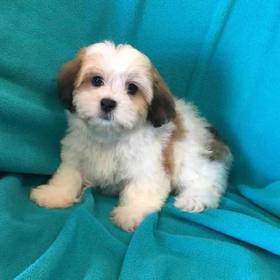 Teddy Bear