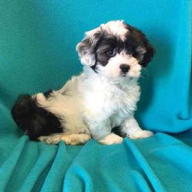 Lhasa-Poo