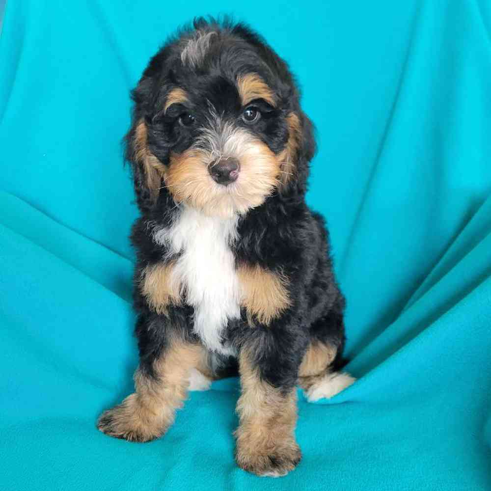 carousel pet images