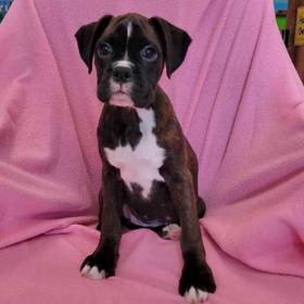 Boxer