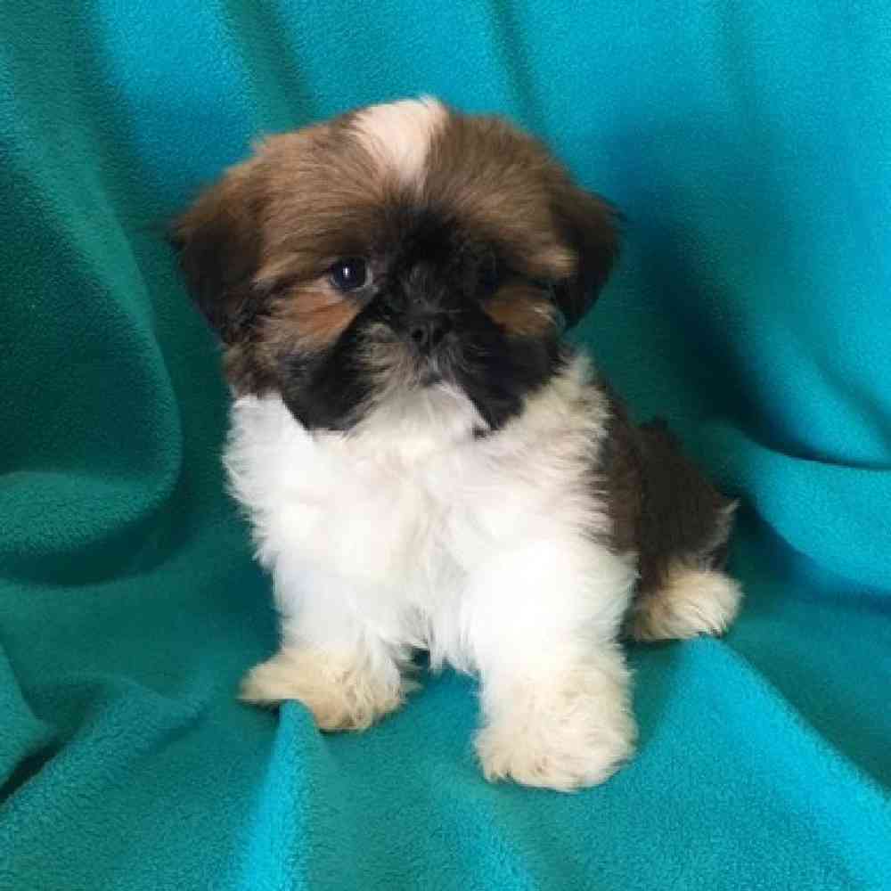 carousel pet images