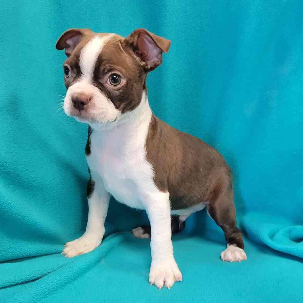 Male Boston Terrier Puppy for Sale in St. Charles, IL