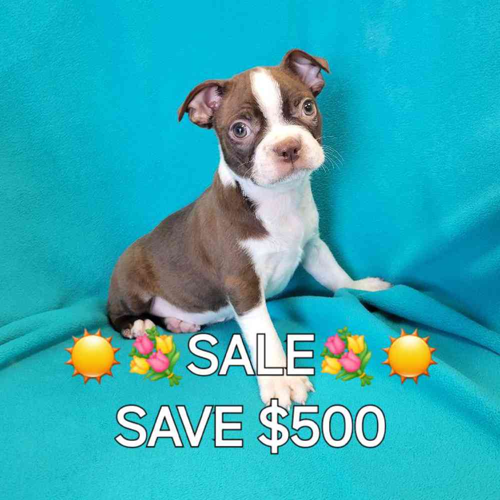 Male Boston Terrier Puppy for Sale in St. Charles, IL