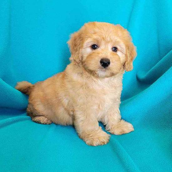 Mini Goldendoodle