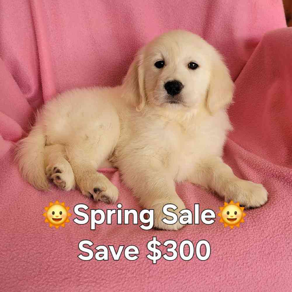 Image of a pet breed in the gallery