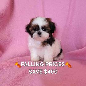 Shih Tzu