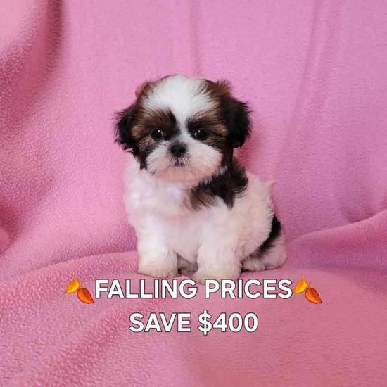 Shih Tzu