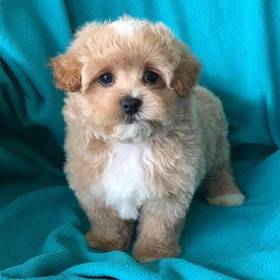 Maltipoo