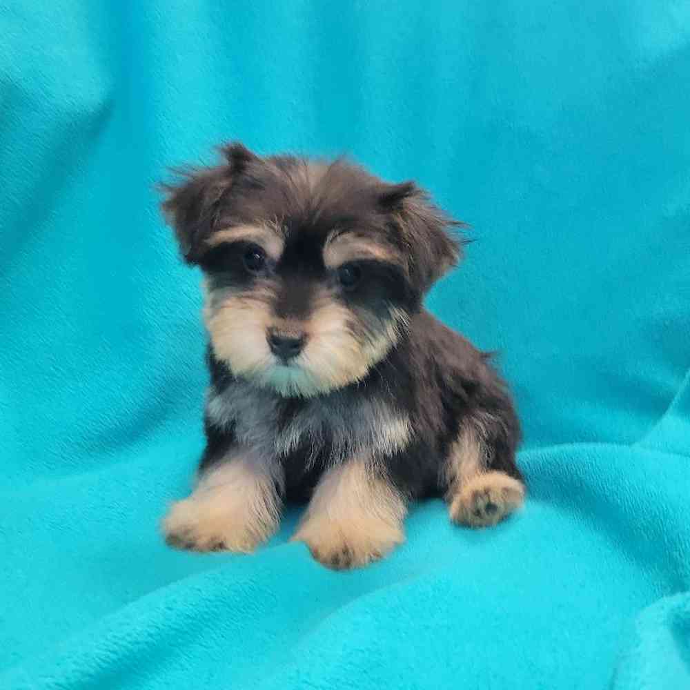 Male Yorkie-Poo Puppy for Sale in St. Charles, IL