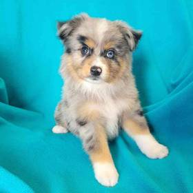 Mini Aussie