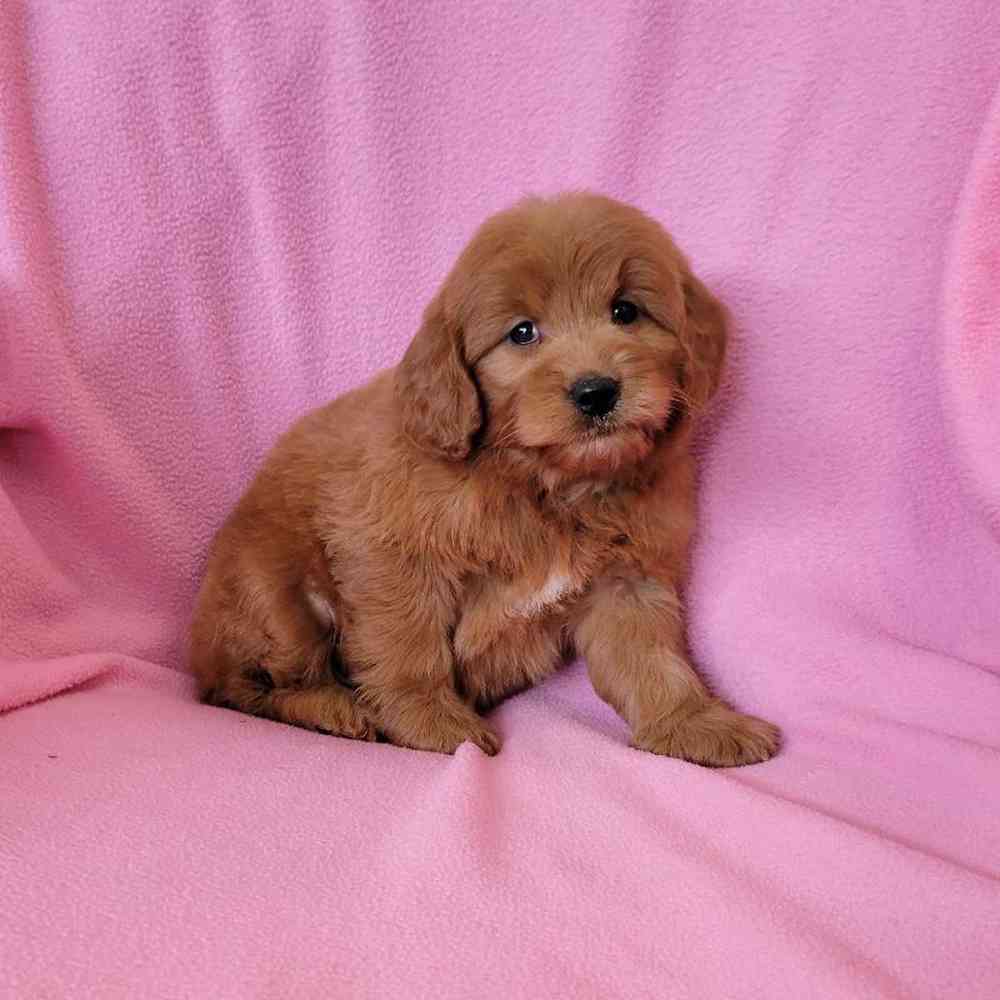carousel pet images