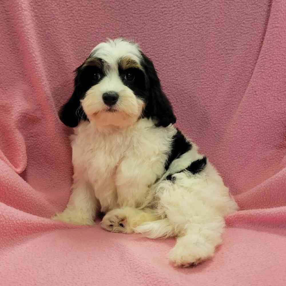 carousel pet images