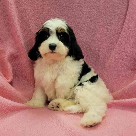 Cavachon