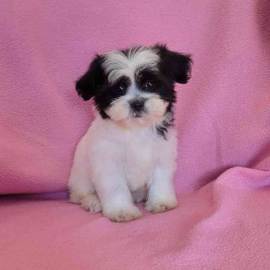 Teddy Bear