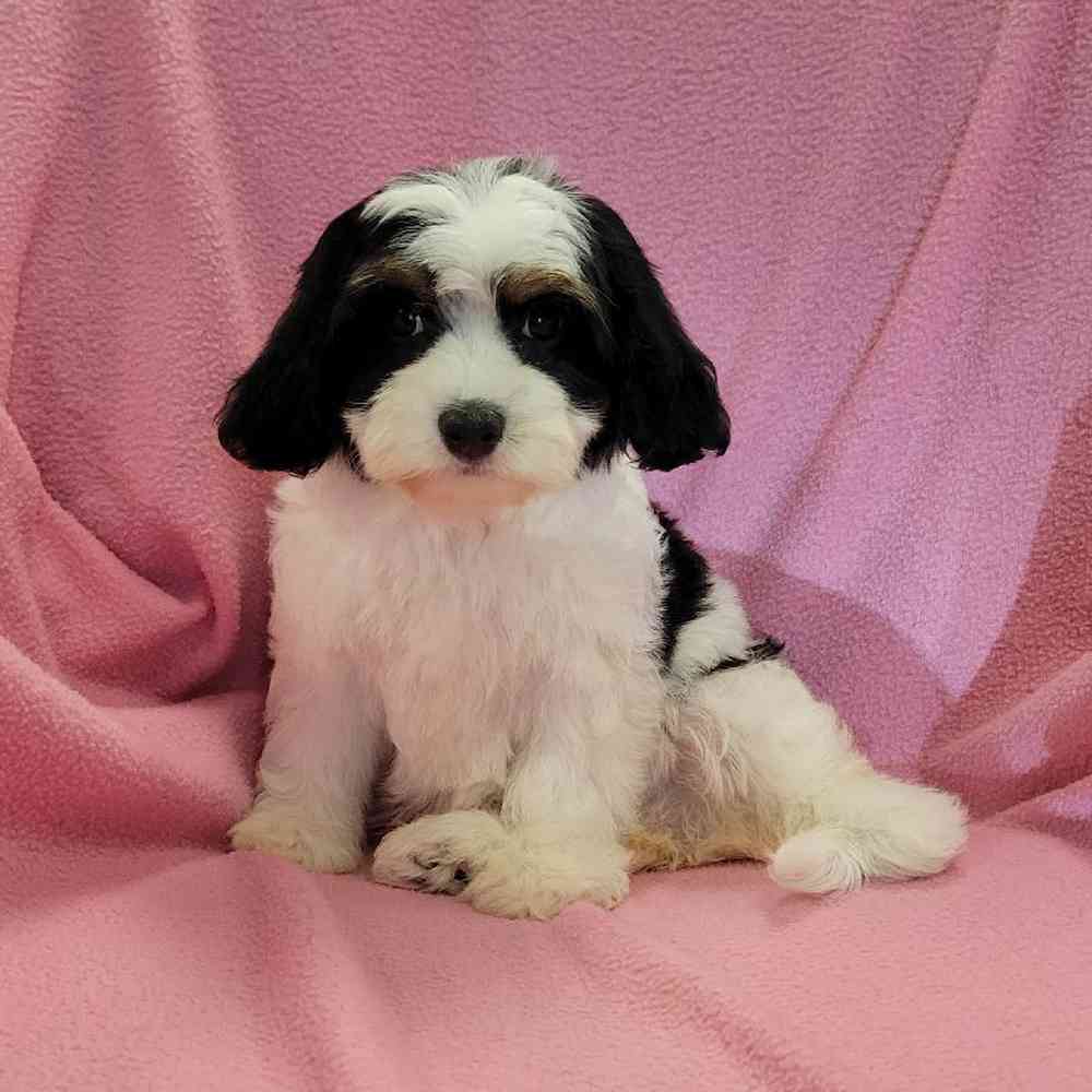 carousel pet images