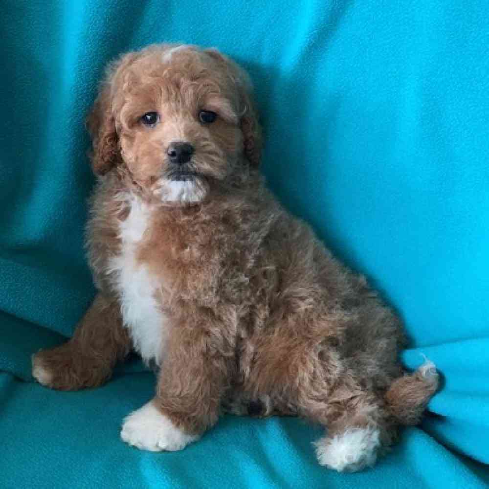 carousel pet images