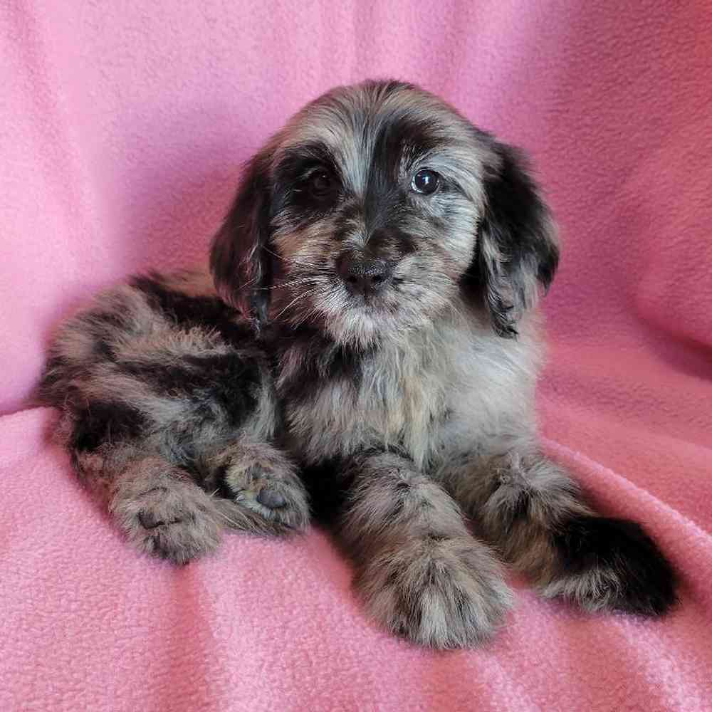 Female Goldendoodle Puppy for Sale in St. Charles, IL