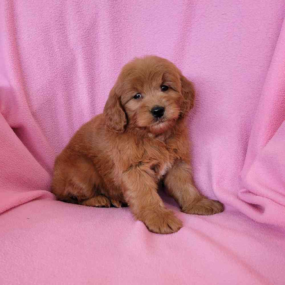 carousel pet images