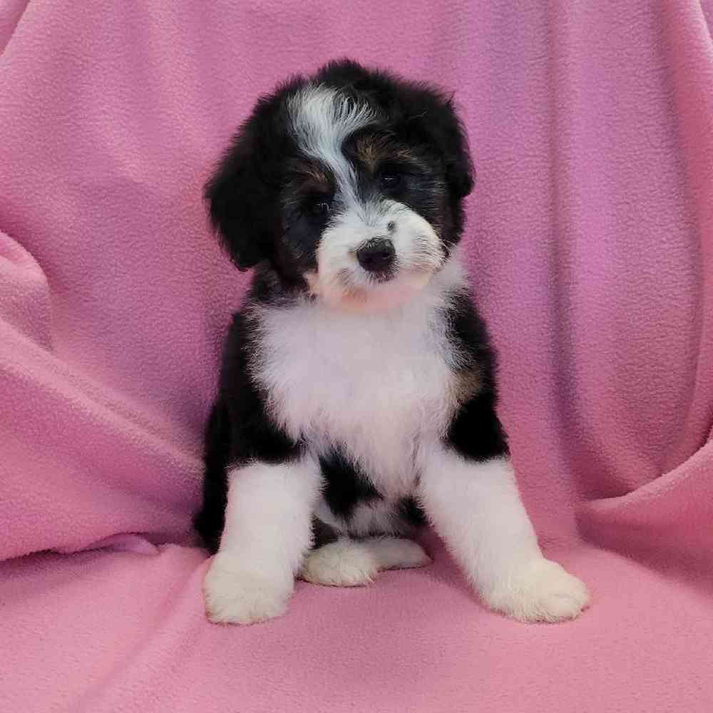 Image of a pet breed in the gallery