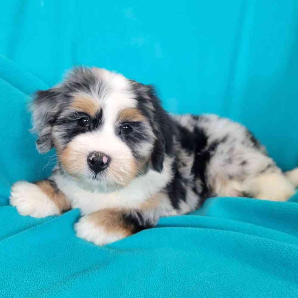 Image of a pet breed in the gallery