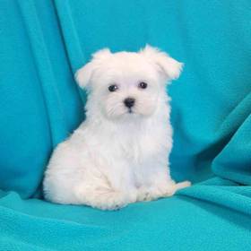 Maltese