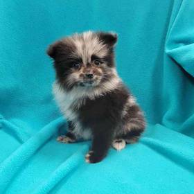 Pomeranian