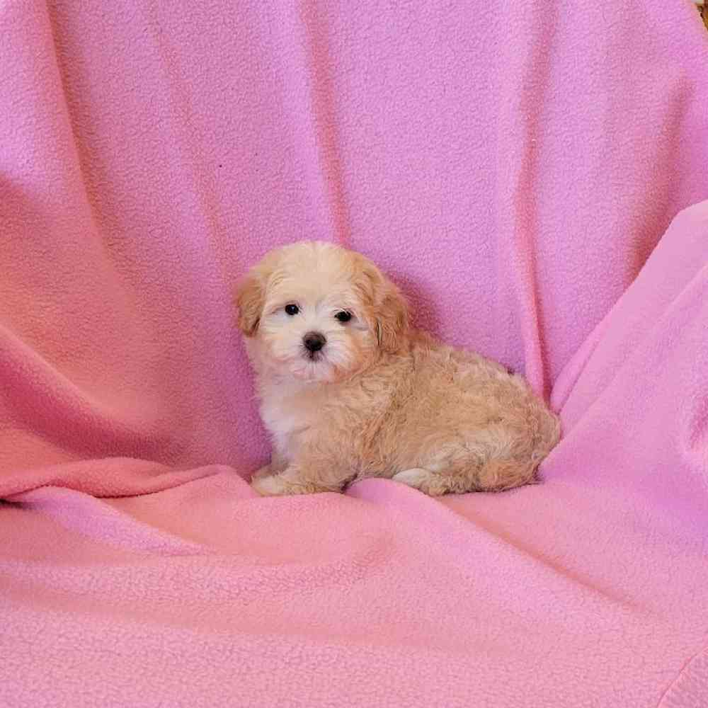 Akc maltipoo puppies for sale top