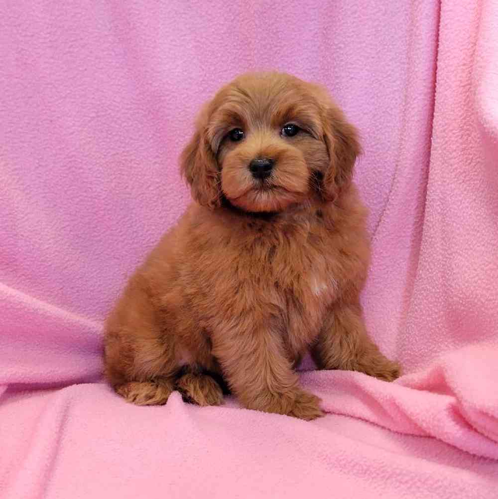 carousel pet images