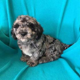 Cavapoo