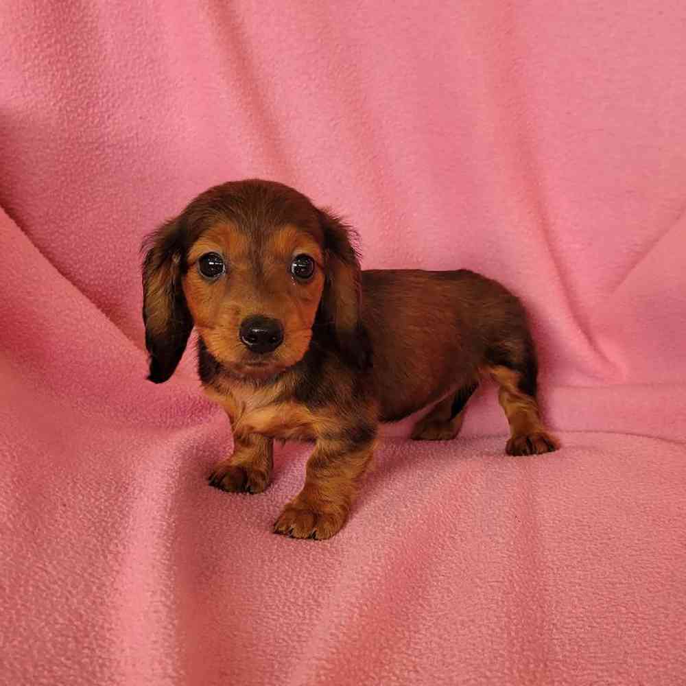 Image of a pet breed in the gallery