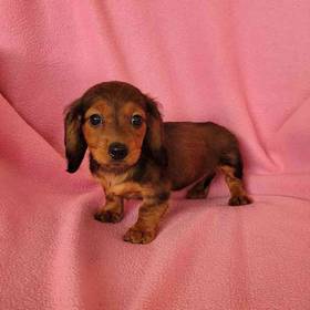 Mini Dachshund