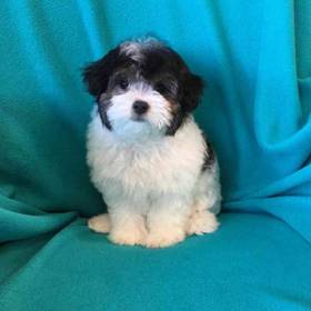 Maltipoo