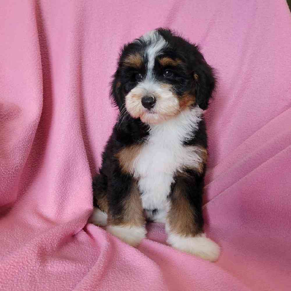 carousel pet images