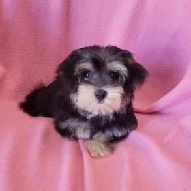 Morkie