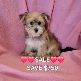 Morkie