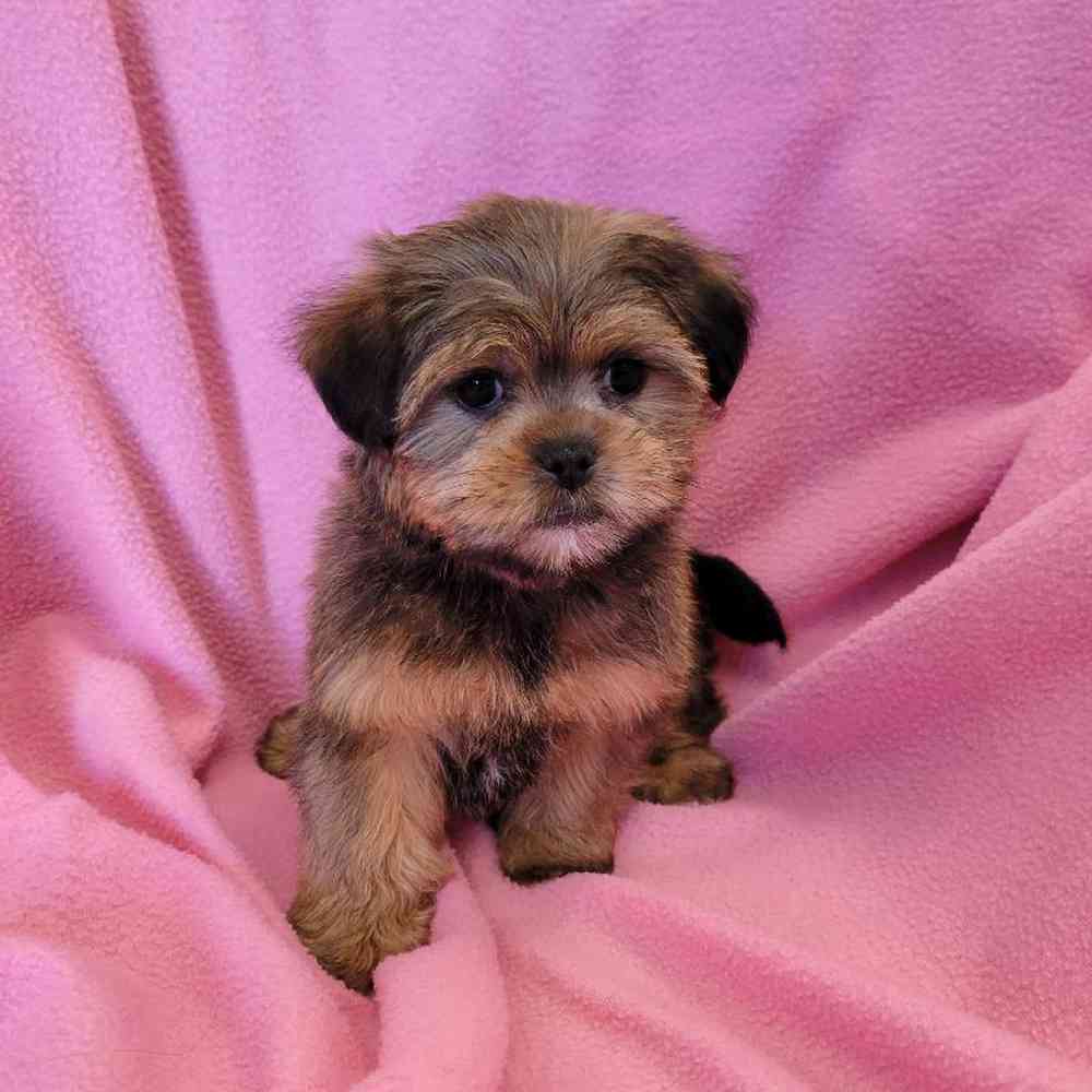 Female Shorkie Puppy for Sale in St. Charles, IL