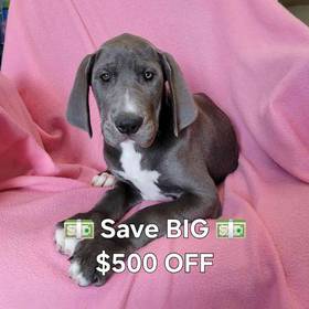 Great Dane