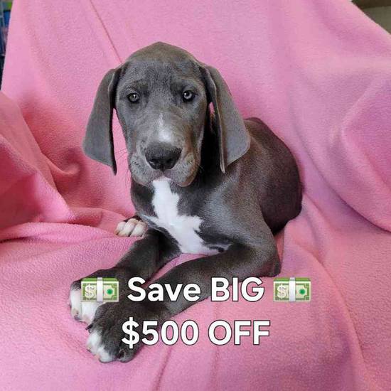 Great Dane