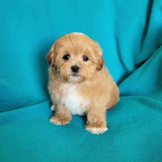 Shipoo