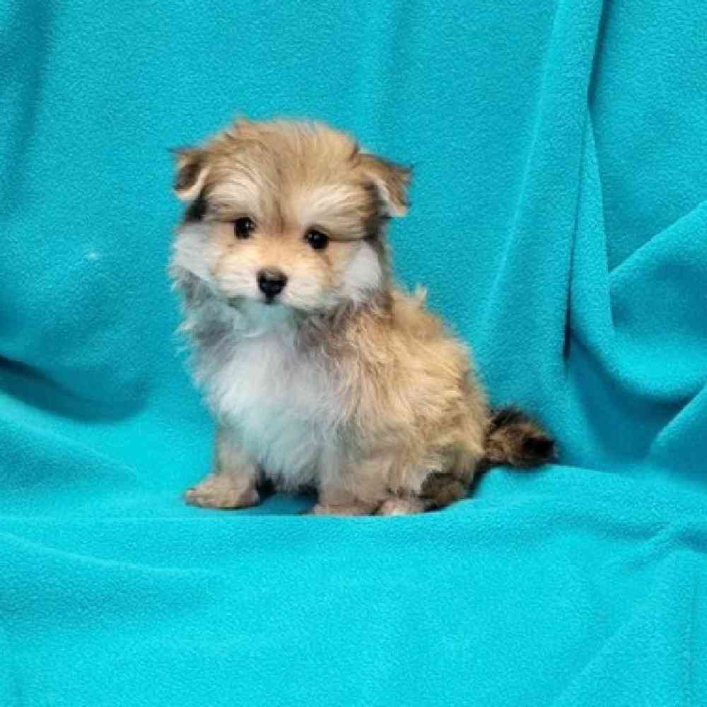 Male Malti-Pom Puppy for Sale in St. Charles, IL