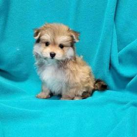 Malti-Pom