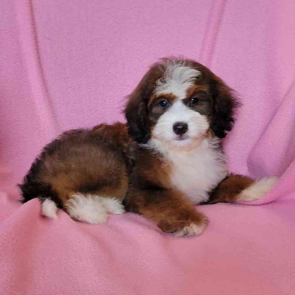 carousel pet images
